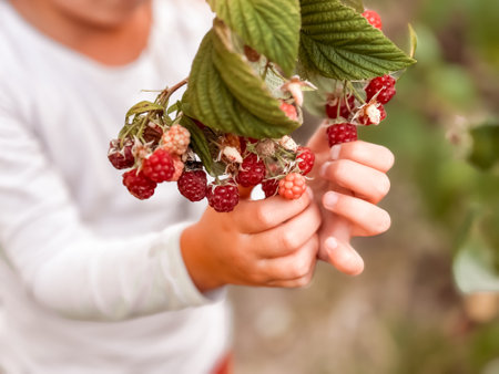Childs hands harvesting ripe red raspberries on a sunny day in the gardenの写真素材