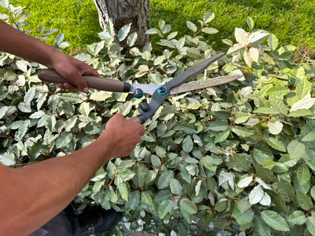 Close up of hands using garden shears to prune lush green bushes during sunny day. Detailed...