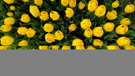 Top view of vibrant yellow tulips blooming in the garden. Flowers background. Springtime floral...