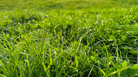 Background natural fresh green grass and clover leaves close up. Luminous dewy lawn, spring freshness, nature detail with morning light concept for design and print.の写真素材