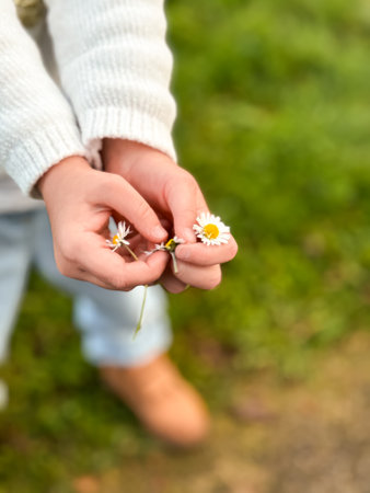 Childs hands holding daisies in garden settingの写真素材