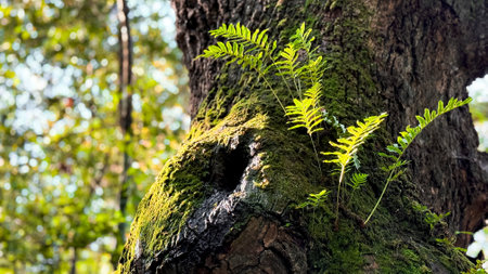Lush ferns growing on moss covered tree in sunlit forest