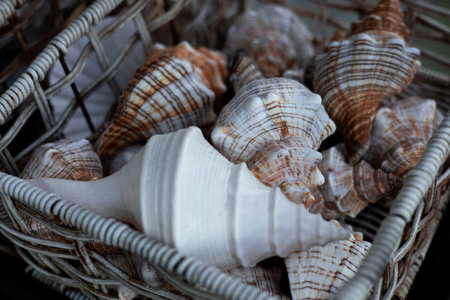 Basket of varied seashells with intricate patterns in natural lightの写真素材