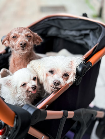 Three old small dogs resting in a stroller in the fresh airの写真素材