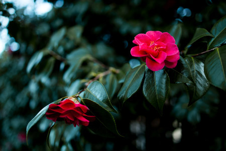 Vibrant pink Japanese camellias flower in lush green foliageの写真素材