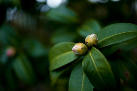 Close up of unopened buds camellia on green leaves in natural settingの写真素材