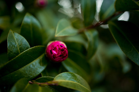 Close up of vibrant pink camellia flower bud among lush green leavesの写真素材