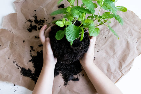 Childs hands planting green seedling in soil on brown paper background