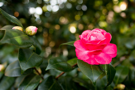 Vibrant pink camellia bloom in sunlit gardenの写真素材