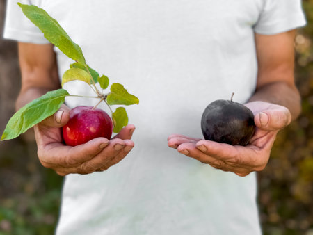 Caucasian male holding red and black apples in hands outdoorsの写真素材