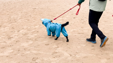 Dog in blue raincoat walks on beach with owner in green jacket, red leash