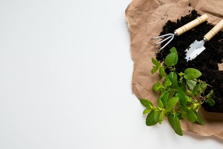 Gardening tools and mint plant on brown paper with black soil on white surfaceの写真素材