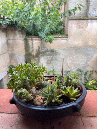 Lush succulent garden in rustic clay pot on terraceの写真素材