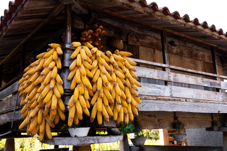 Traditional wooden barn with hanging corn cobs in rustic settingの写真素材