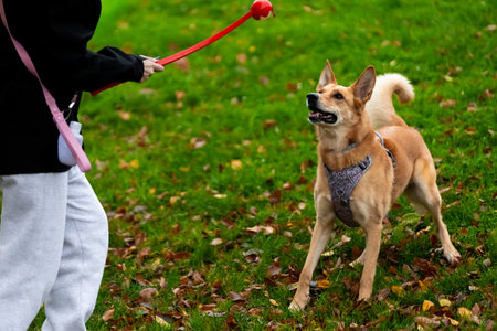 Caucasian female adult playing fetch with happy dog in park