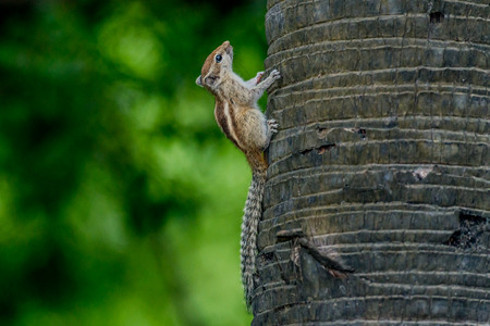 INDIA. Squirrel on the palm three.の写真素材