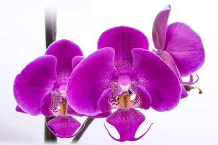 Phalaenopsis.の写真素材