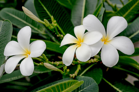 India. Plumeria.の写真素材