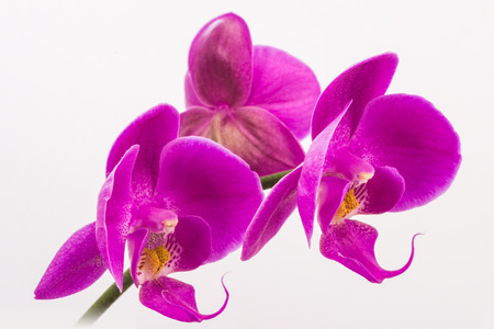 Phalaenopsis.の写真素材