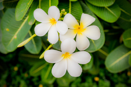 India. Flowers.の写真素材