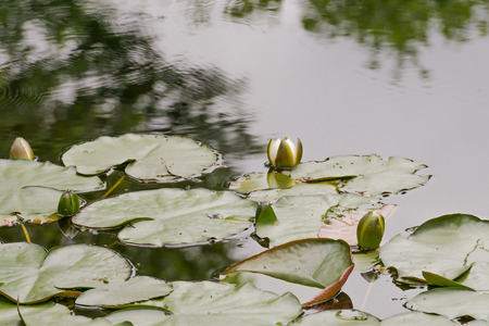 The nature of true traditional japanese zen garden in Moscow.の写真素材