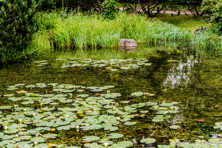 The nature of true traditional japanese zen garden in Moscow.の写真素材
