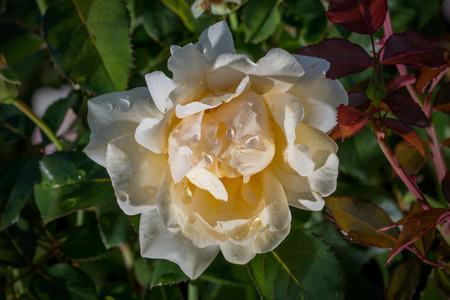 The nature of true traditional japanese zen garden in Moscow.の写真素材
