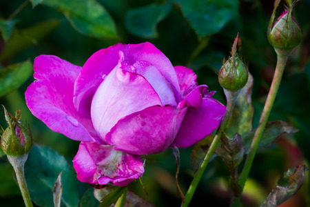 The nature of true traditional japanese zen garden in Moscow.の写真素材