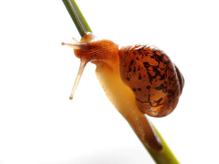 snailの写真素材