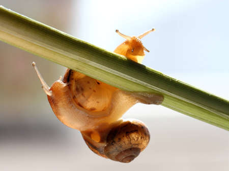 snailの写真素材