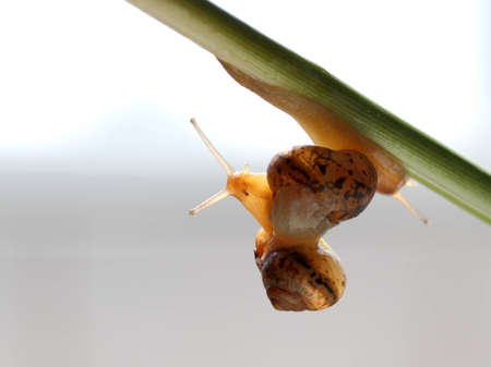 snailの写真素材