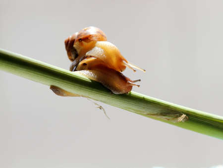 snailの写真素材