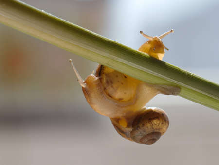 snailの写真素材