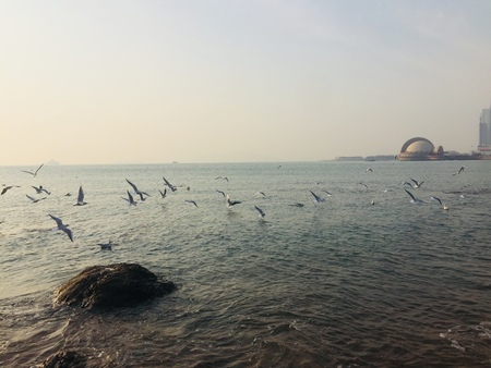 Seagulls flying in the skyの写真素材