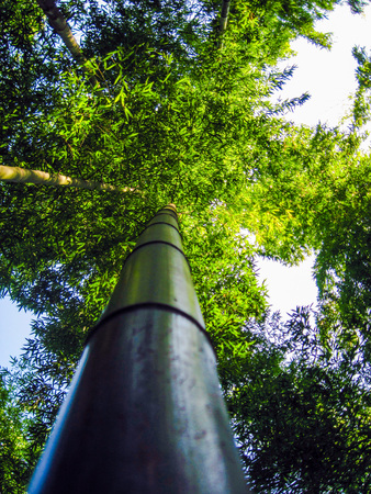 Looking up a bamboo tree at the Huangshan bamboo forest, Chinaの写真素材