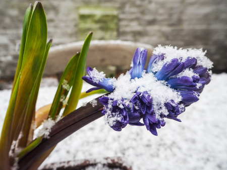 Vibrant blue hyacinth flower covered with snow in a stone pot on the table, Belgiumの写真素材