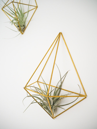 Tillandsia Pohliana air plant hanging in a golden holder on a white wallの写真素材