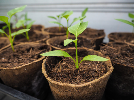 Tray with seedlings in small peat pots in a greenhouse waiting to be plantedの写真素材