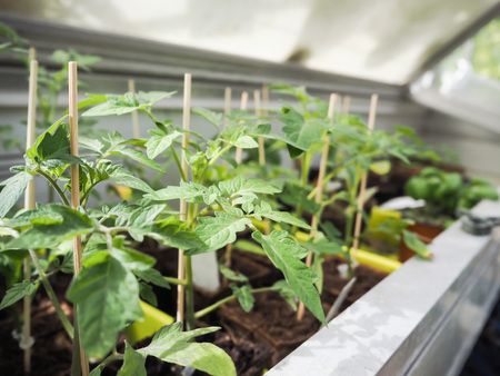 Young tomato plants in trays in a small greenhouse bench waiting to be planted, Belgium