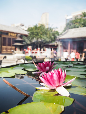 Two vibrant pink water lilies in a massive water reservoir in the courtyard of the Temple of the Queen of Heaven, Tianjin, Chinaの写真素材