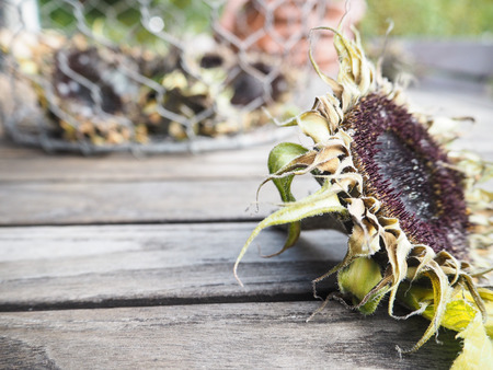 Sunflowers drying on a wooden table outdoorの写真素材