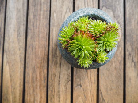 Overhead of a small concrete pot with succulent on a wooden table with faded boardsの写真素材