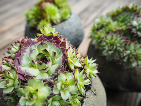 Small succulents in concrete pots standing outside on a wooden tableの写真素材