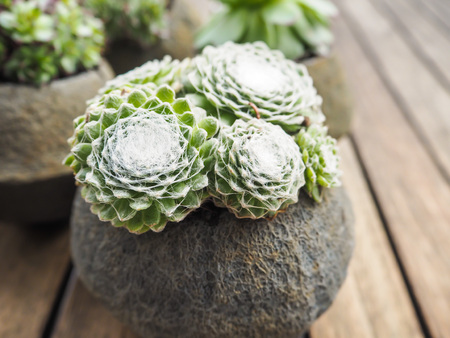 Succulent cobweb houseleek ( sempervivum arachnoideum) in a concrete pot on a wooden backgroundの写真素材