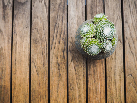 Overhead of a succulent cobweb houseleek ( sempervivum arachnoideum) in a concrete pot on a wooden backgroundの写真素材