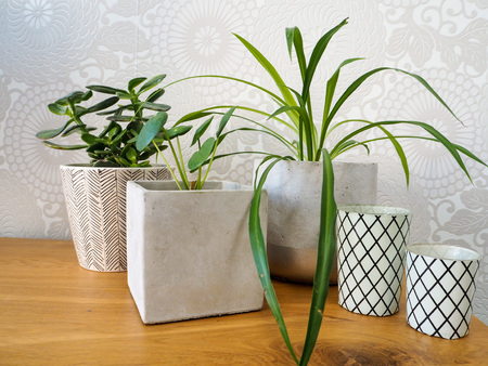 Young pilea peperomioides or pancake plant ( Urticaceae), jade plant ( crassula ovata) and spider plant ( chlorophytum comosum) on a wooden tableの写真素材