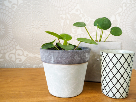 Baby pilea peperomioides or pancake plants ( Urticaceae) and striped tea light holders on a wooden tableの写真素材
