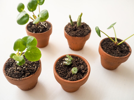 Propagating succulents in small terracotta potsの写真素材