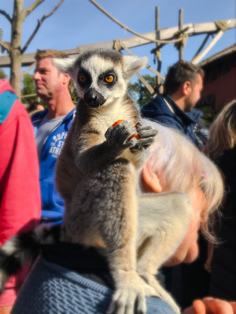 September 2018 - Brugelette, Belgium: Lemur sitting on the shoulder of a older woman while eating a piece of carrot at the Belgian Zoo Pairi Daizaのeditorial素材
