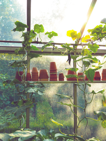 Growing cucumber plants in a small private greenhouse with a sunny backgroundの写真素材